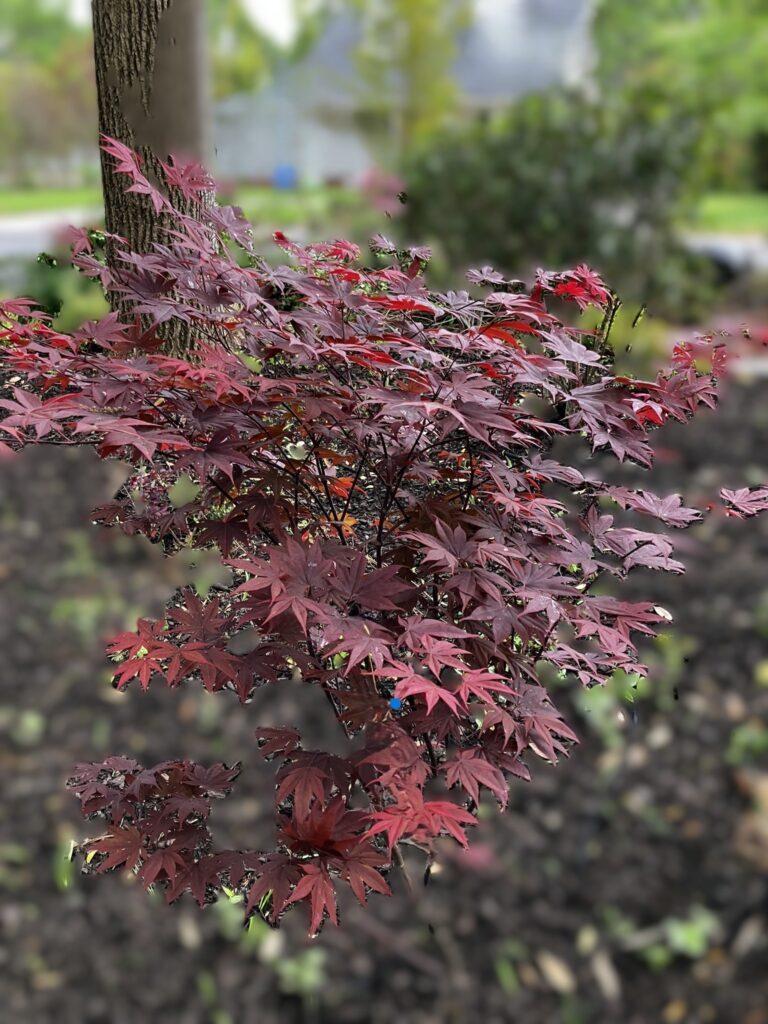 Japanese Maple Giveaway