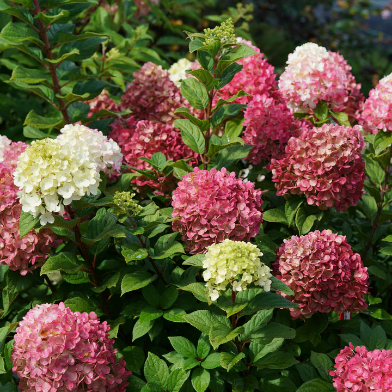 Hydrangeas