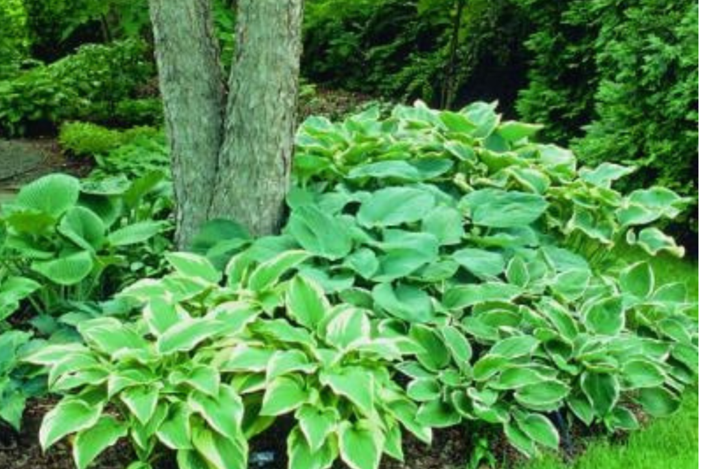 green plants